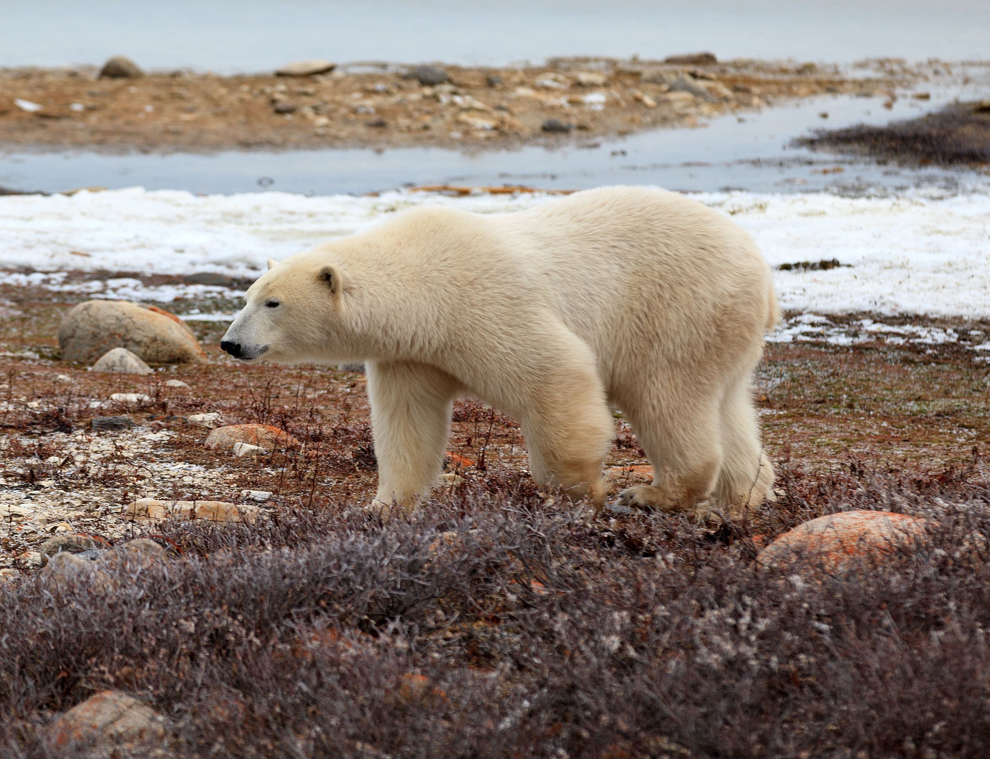 Eisbär an Land auf schneefreiem Grund