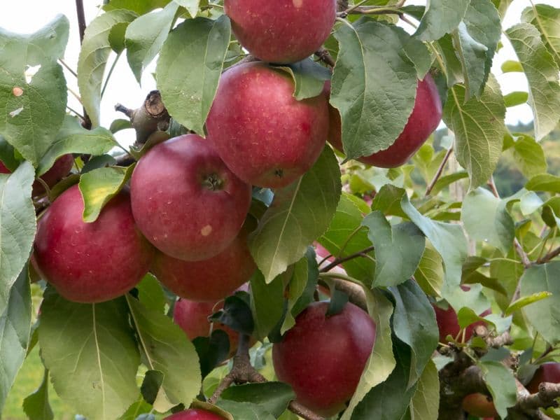 Impressionen aus Oberkirch